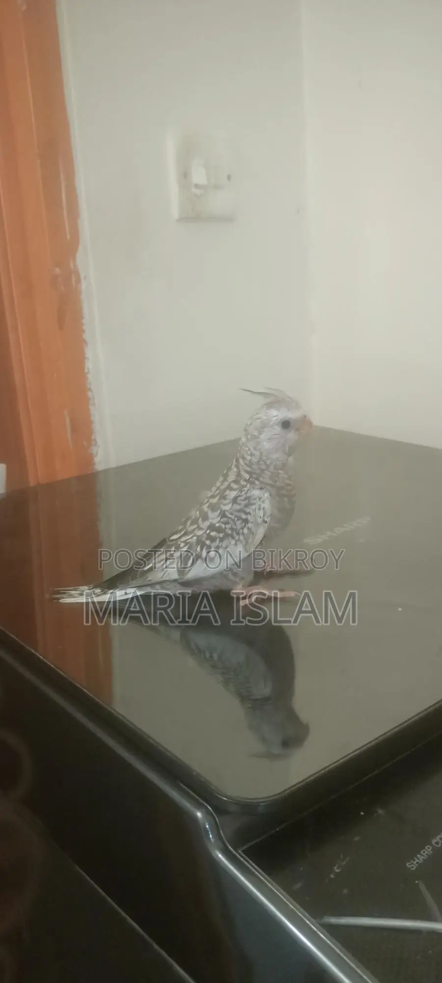 Cockatiel Baby