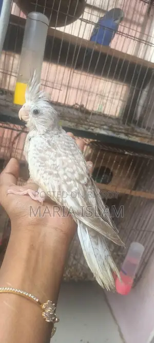Cockatiel Baby