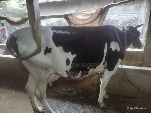 An Attractive Cow