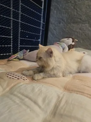 1+ Year Male Purebred Persian