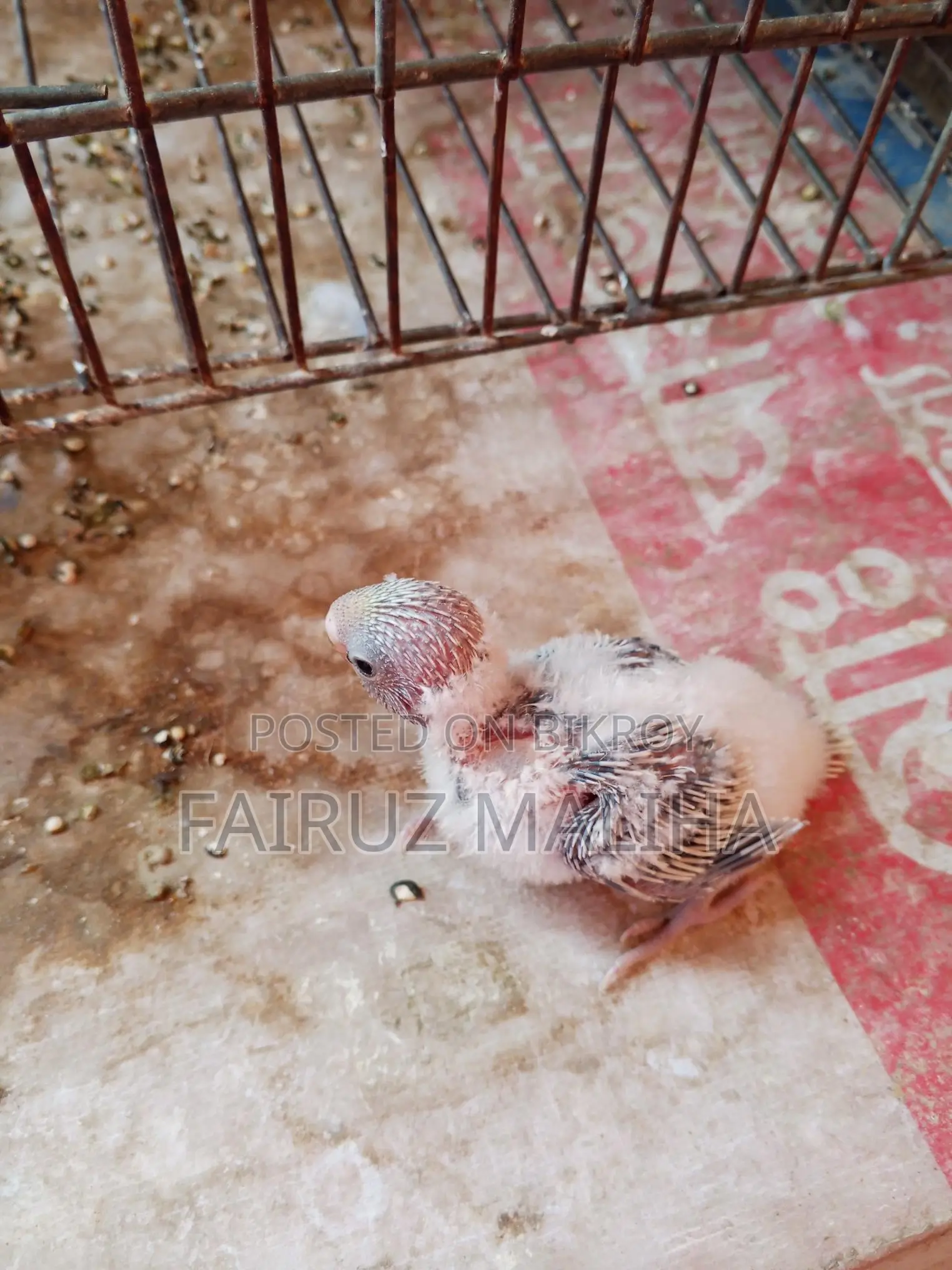 Budgerigar baby