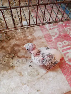 Budgerigar baby