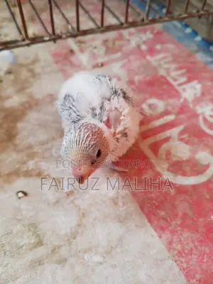 Budgerigar baby