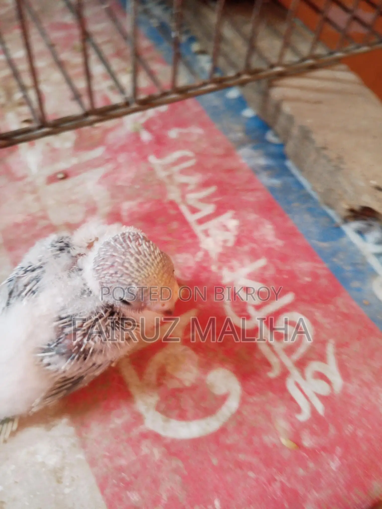 Budgerigar baby