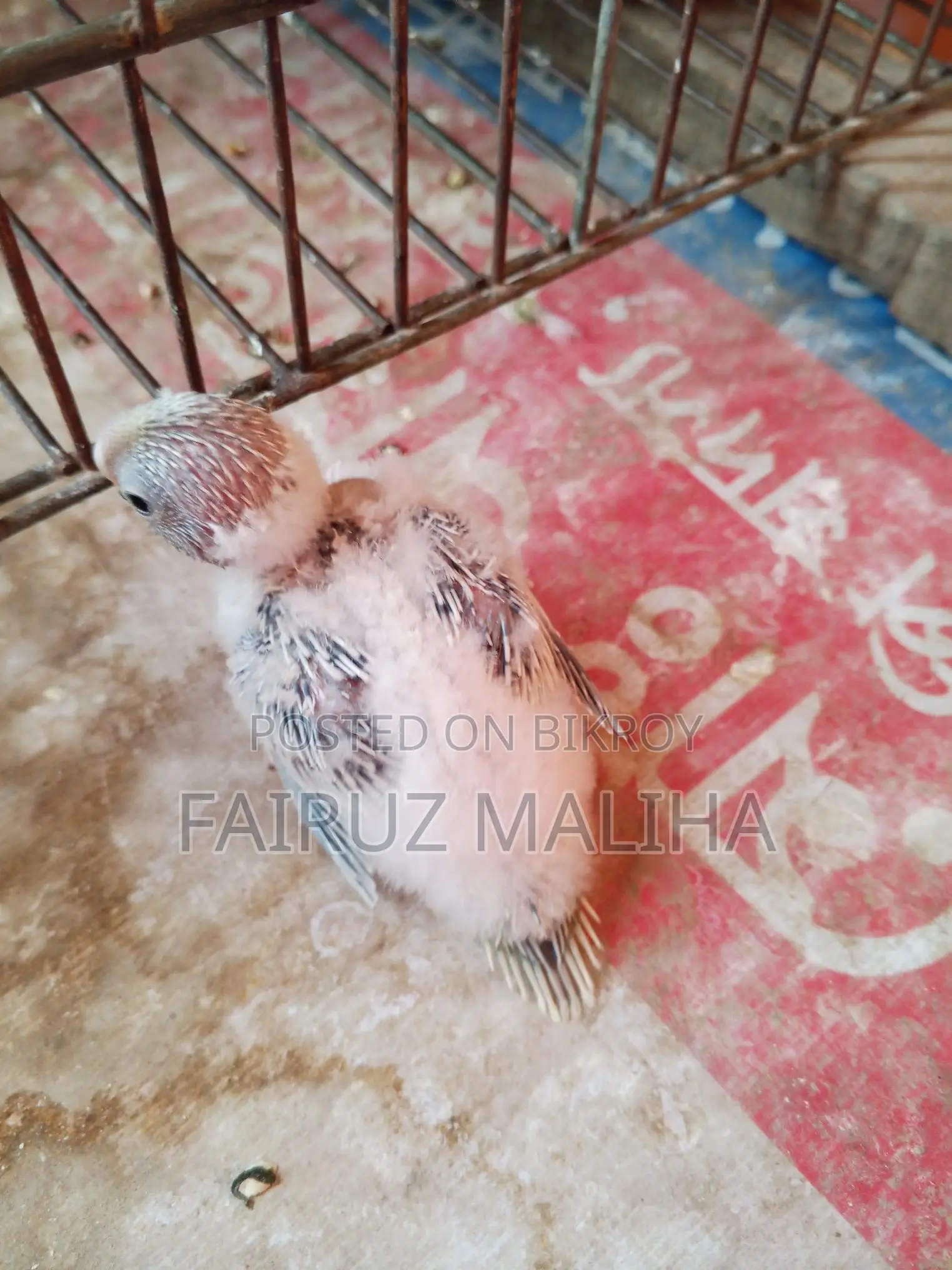 Budgerigar baby