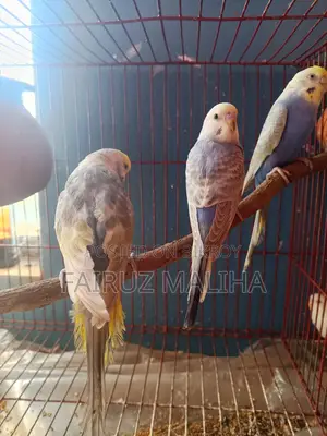 Budgerigar baby