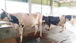 ১২০৬ নং ৩টি গাভী গরু পোষার জন্য নিঃসন্ধেহে কিনতে পারেন।