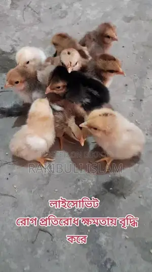 আট দিন বয়সী দেশি মুরগির বাচ্চা