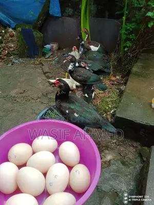 চিনা হাসের বীজ ডিম বিক্রি হবে