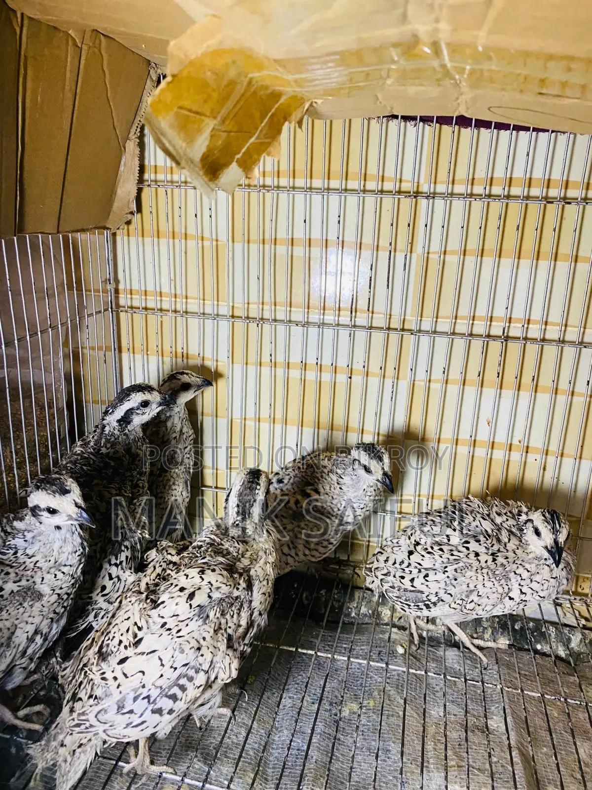 Snowflake Bobwhite