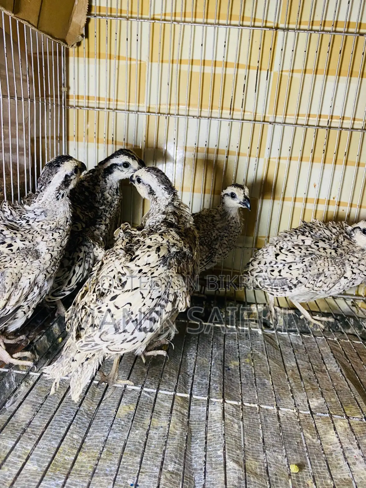 Snowflake Bobwhite