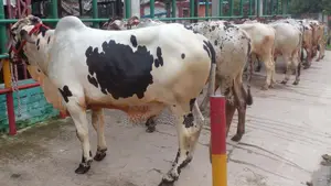 ১১৯১ নং বাছাইকৃত ৭টি এড়ে পোষার জন্য নিঃসন্ধেহে ভালো হবে।