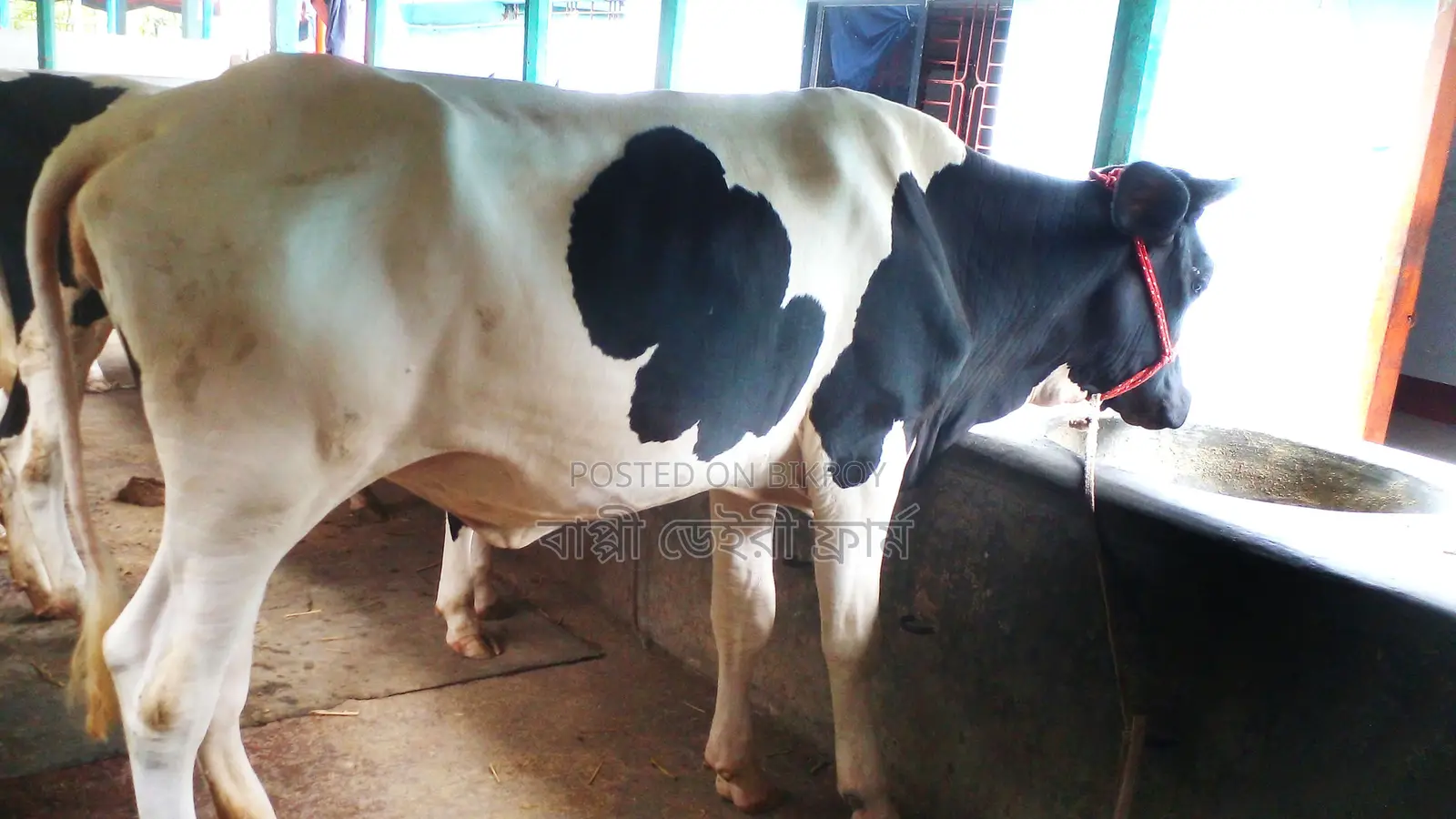 ১১৮৮ নং পোষার জন্য নিঃসন্ধেহে বকনা কিনুন ভালো হবে ।