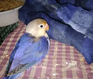 Love Bird For Sale