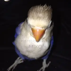 Love Bird For Sale
