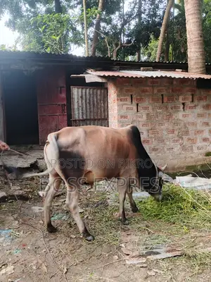 উন্নত মানের গরু