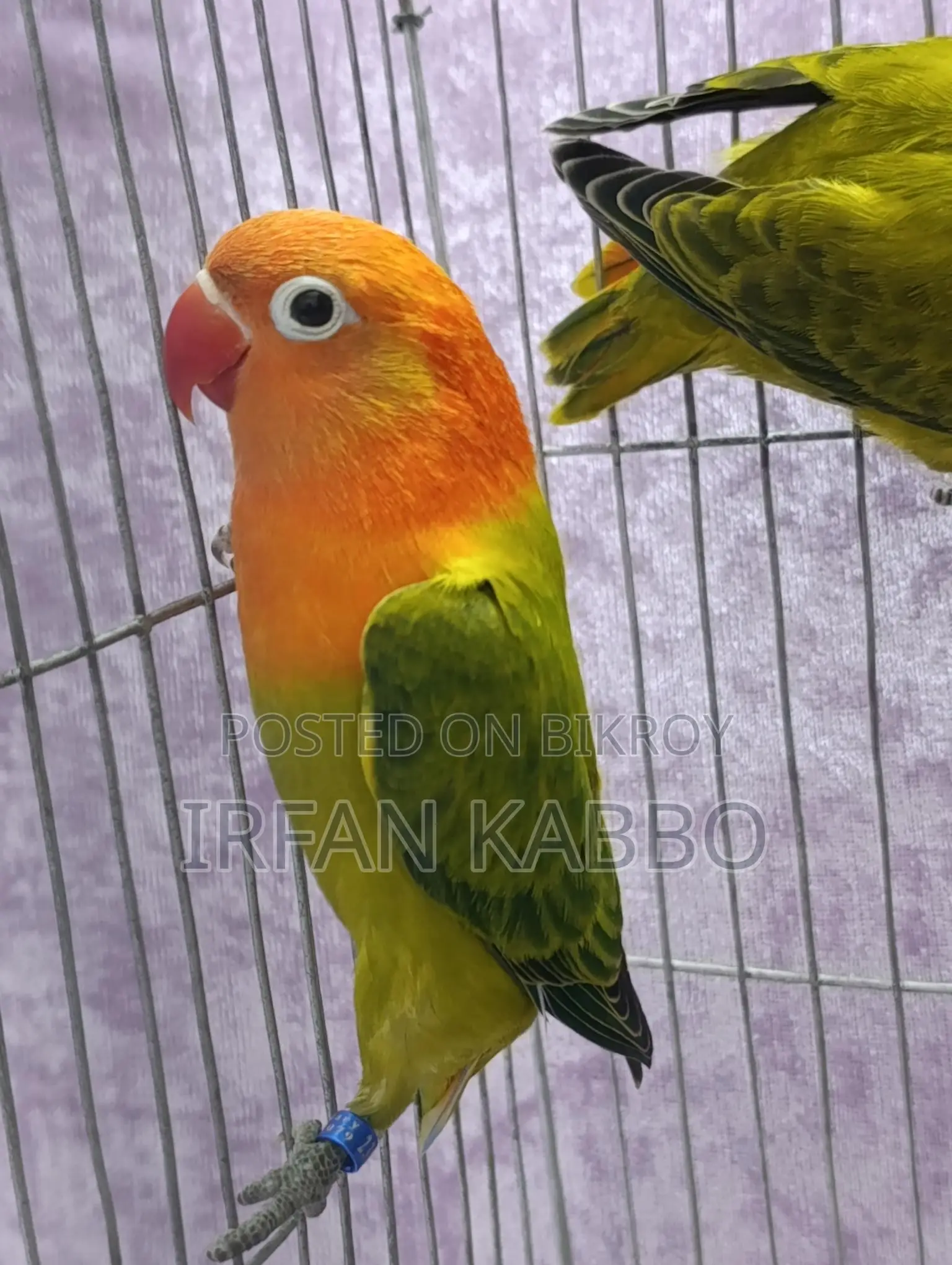 Green Fisher Opaline