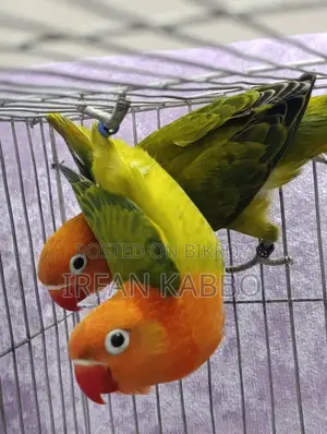 Green Fisher Opaline