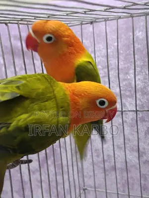 Green Fisher Opaline
