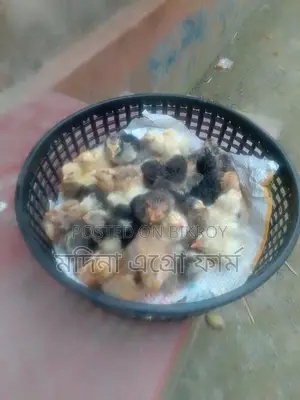 Colombian Light Brahma Chicken