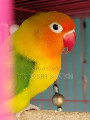 Fisher Love Bird