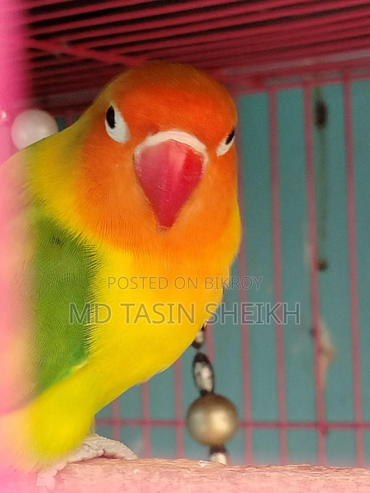 Fisher Love Bird