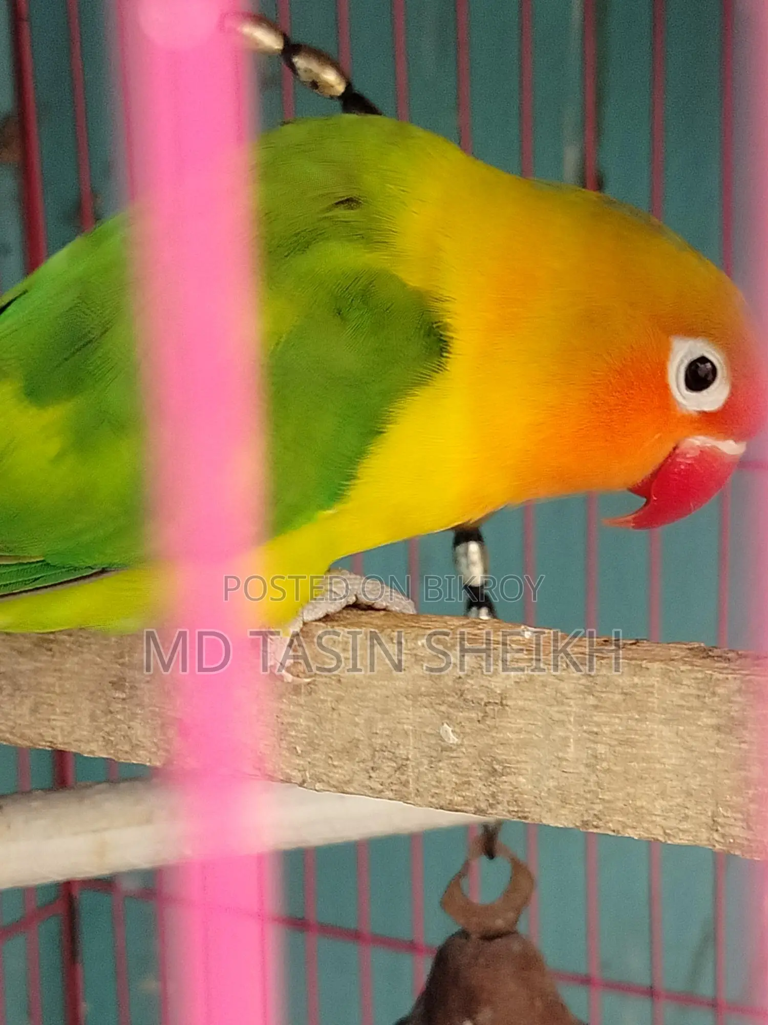 Fisher Love Bird