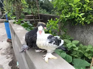 লক্ষা বে‌বি ১ জোড়া ১মাস বয়স । টা‌ মিসমার্ক
