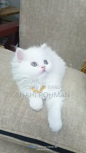 Persian Cat Kitten