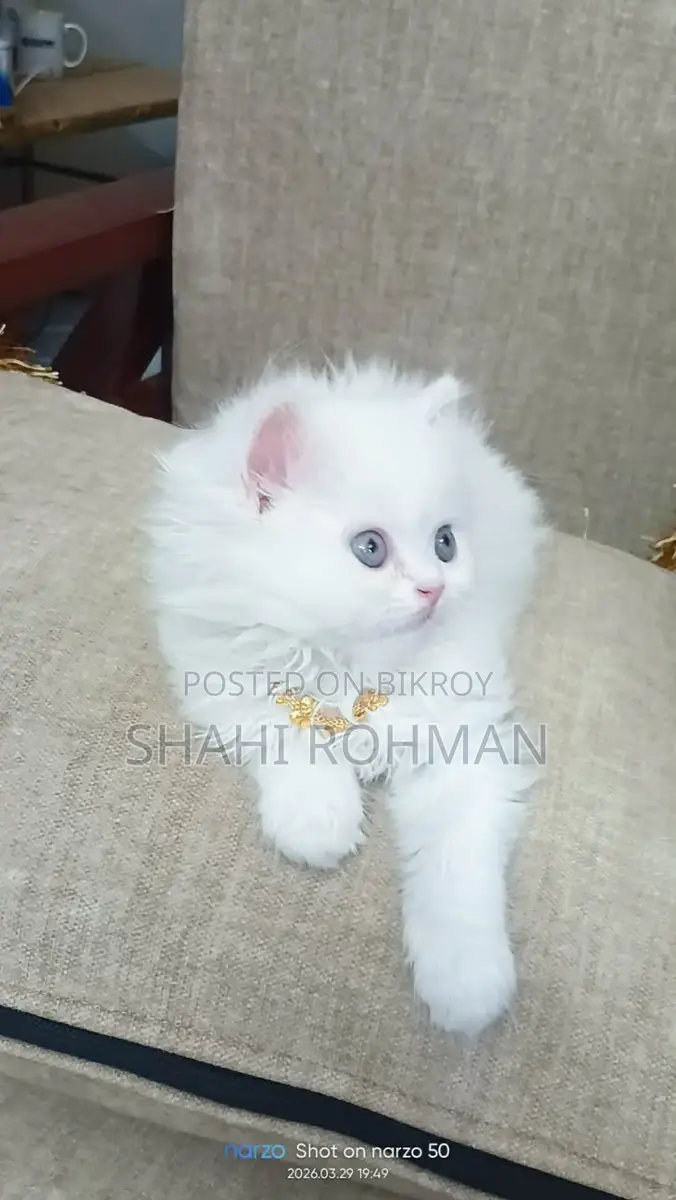 Persian Cat Kitten