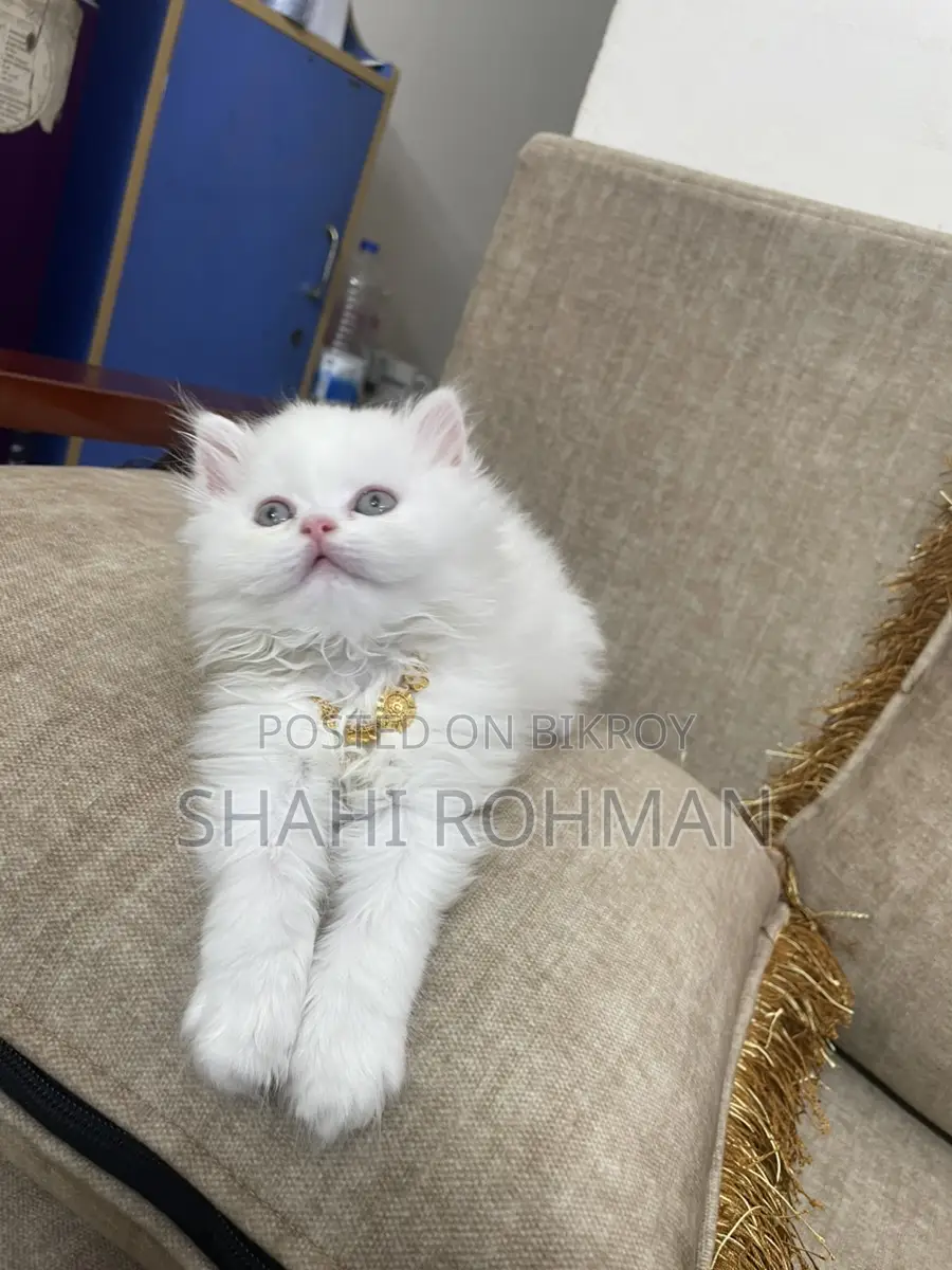 Persian Cat Kitten