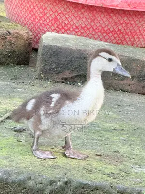 Chinese Ducklings