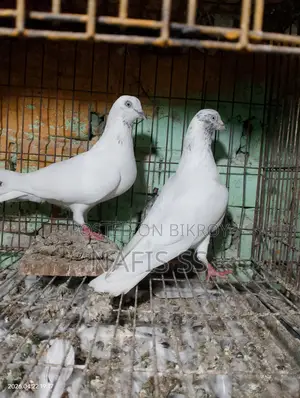 White Pair and Green Dobaj Male