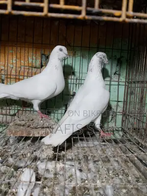 White Pair and Green Dobaj Male