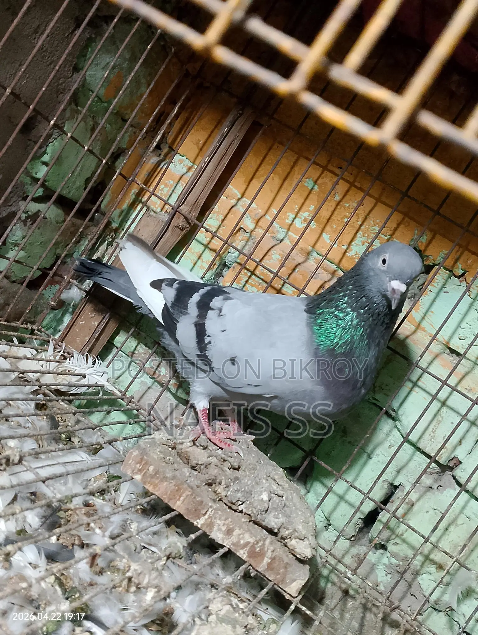 White Pair and Green Dobaj Male