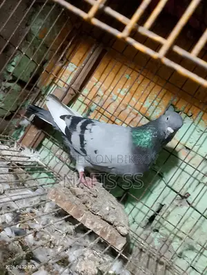 White Pair and Green Dobaj Male