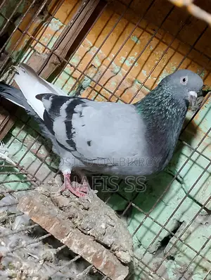 White Pair and Green Dobaj Male
