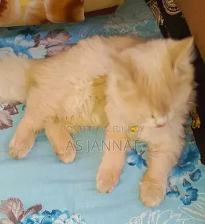 Traditional Persian Loving Cat