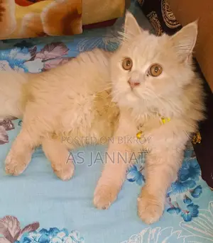 Traditional Persian Loving Cat