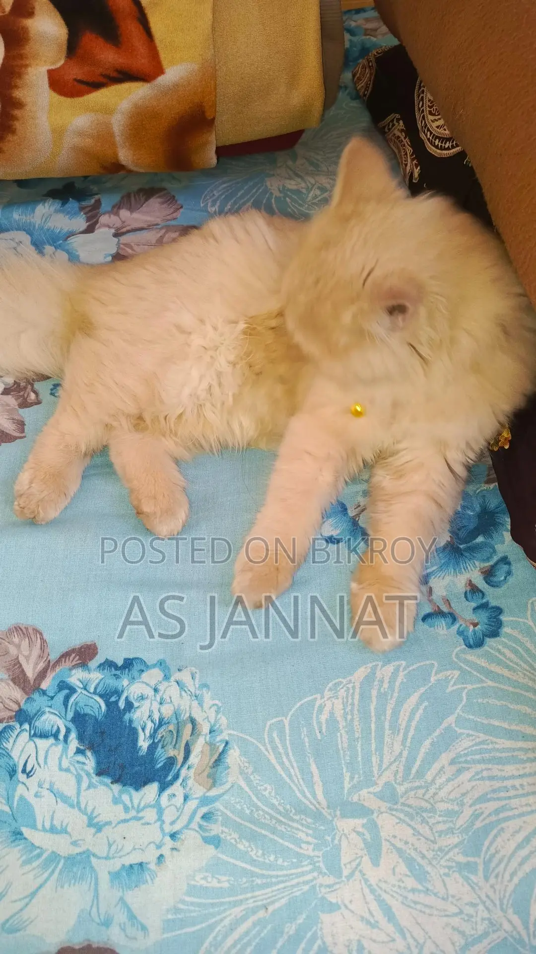 Traditional Persian Loving Cat