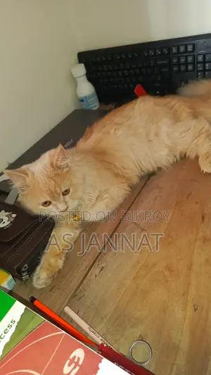 Traditional Persian Loving Cat