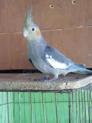 Cockatiel Female