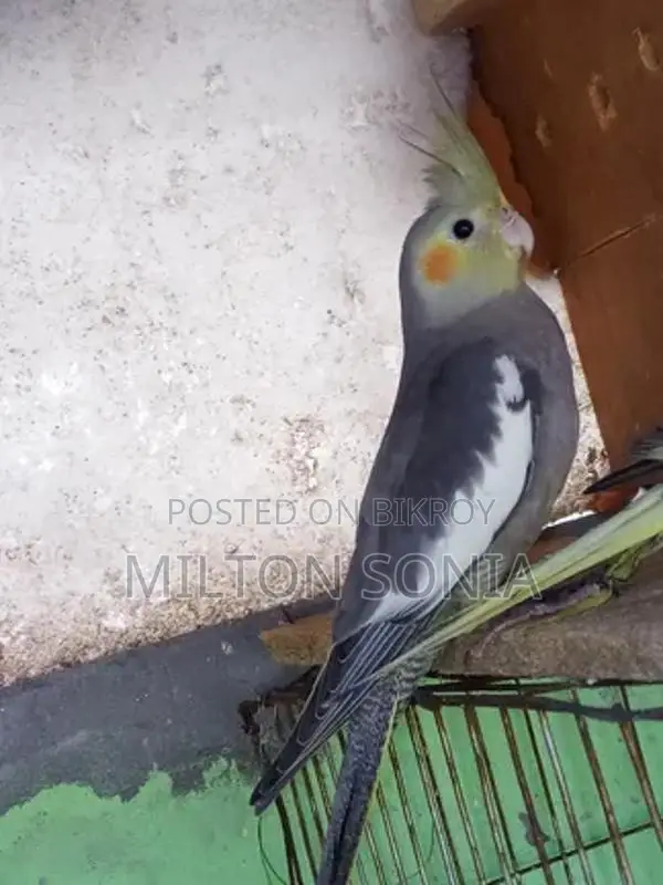 ককাটেল ফিমেল