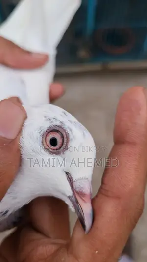 কবুতর বিক্রি করা হবে
