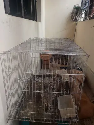 কোয়েল পাখি