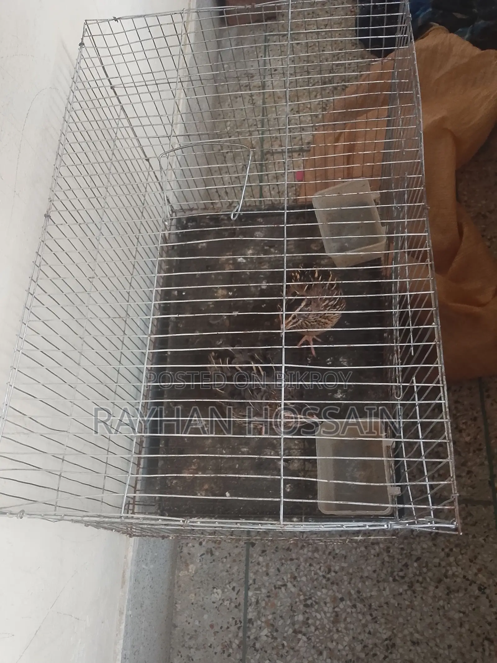 কোয়েল পাখি