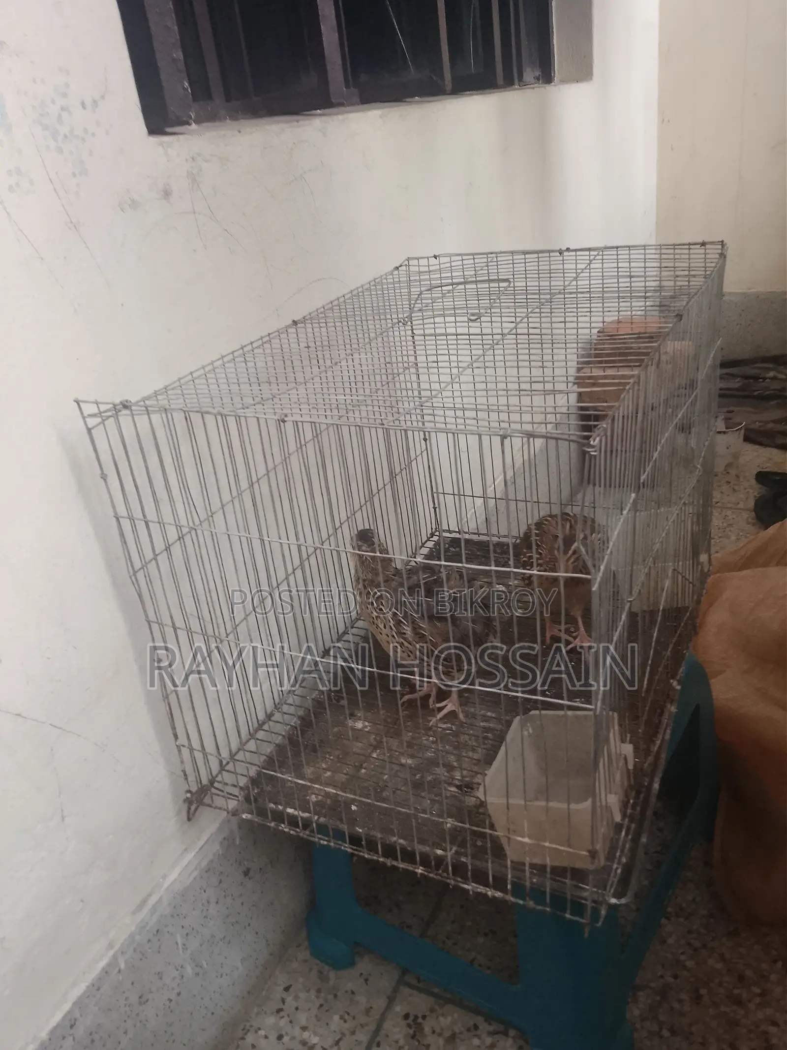 কোয়েল পাখি