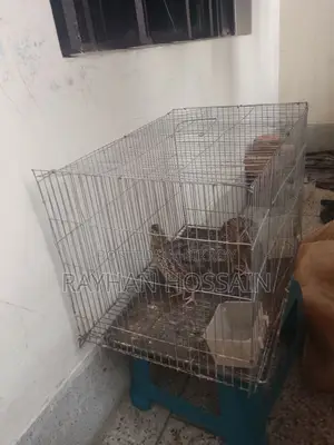 কোয়েল পাখি
