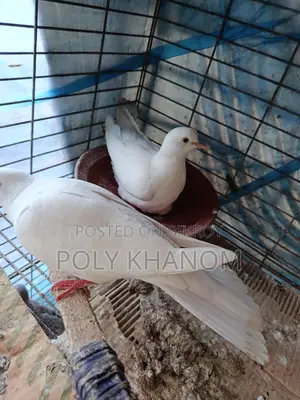 দুই জোরা ঘুঘু বিক্সয় হবে