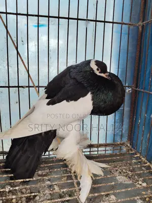 পোটার মেল কবুতর